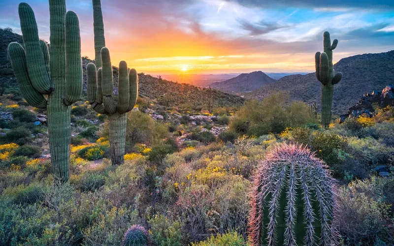 Desert and skyline in Phoenix